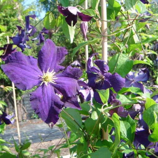Clematis Viola (lielziedu) P9/C1