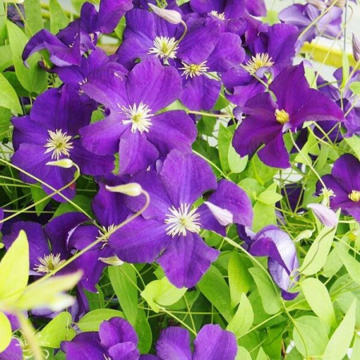 Clematis Viola (lielziedu) P9/C1