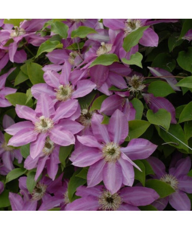 Clematis Vino (lielziedu) P9/C1