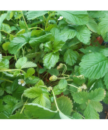 Zemeņu MIX sarkani-dzelteni pods, 4L