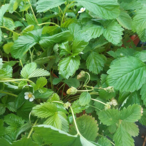 Zemeņu MIX sarkani-dzelteni pods, 4L