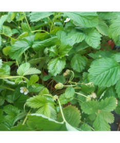 Zemeņu MIX sarkani-dzelteni pods, 4L