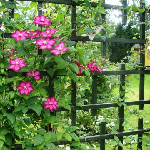 Clematis Ville de Lyon P9/C1