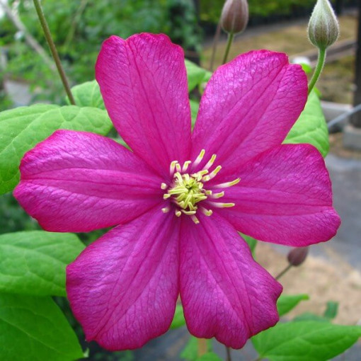 Clematis Ville de Lyon P9/C1