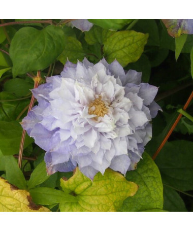 Clematis Veronica's Choice (lielziedu, pilna) P9/C1