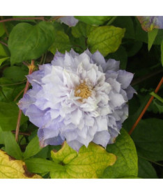 Clematis Veronica's Choice (lielziedu, pilna) P9/C1