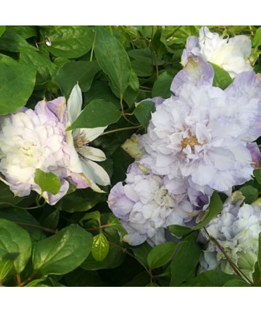 Clematis Veronica's Choice (lielziedu, pilna) P9/C1