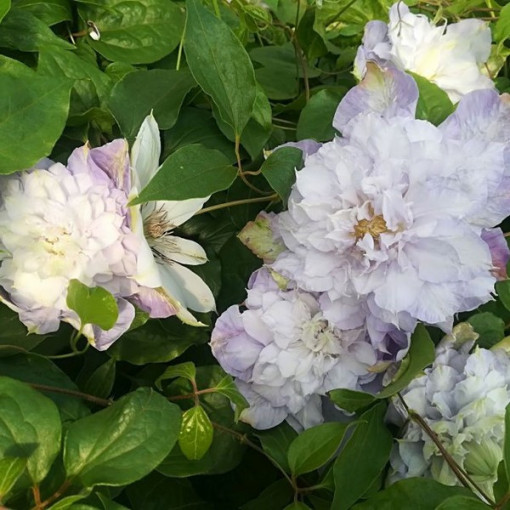 Clematis Veronica's Choice (lielziedu, pilna) P9/C1