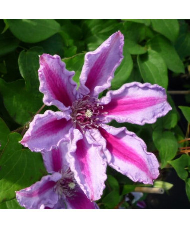 Clematis Tudor (lielziedu) P9/C1