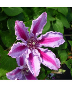 Clematis Tudor (lielziedu) P9/C1