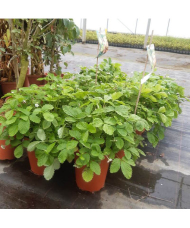 Zemeņu MIX sarkani-dzelteni pods, 4L