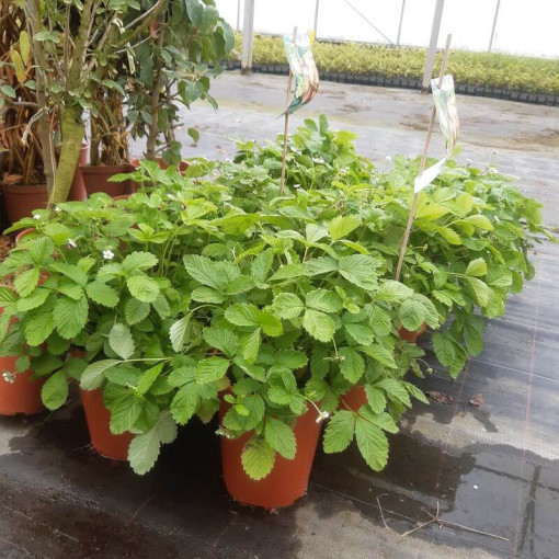 Zemeņu MIX sarkani-dzelteni pods, 4L