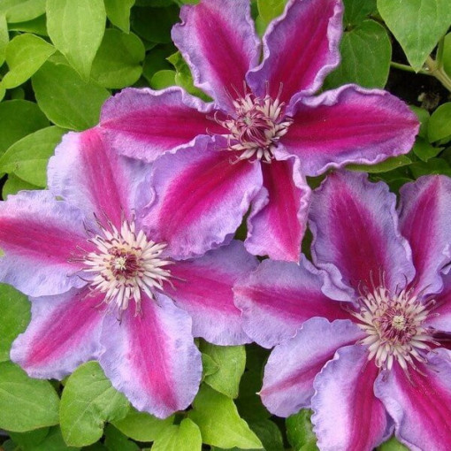 Clematis Tudor (lielziedu) P9/C1