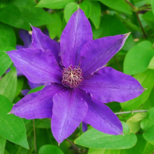 Clematis The President (lielziedu) P9/C1