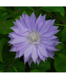 Clematis Teshio (lielziedu, pilna) P9/C1