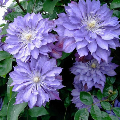 Clematis Teshio (lielziedu, pilna) P9/C1