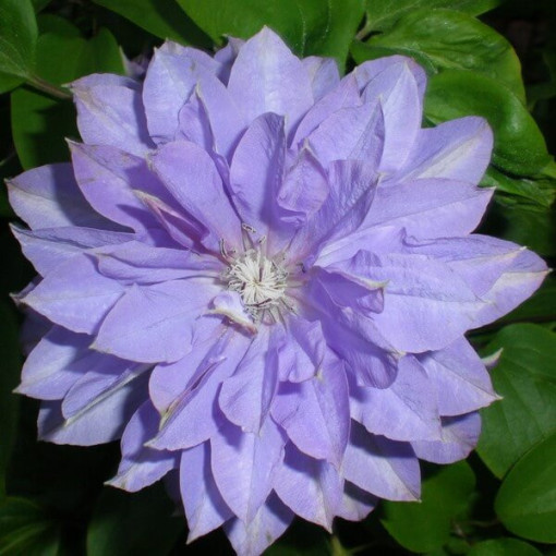 Clematis Teshio (lielziedu, pilna) P9/C1