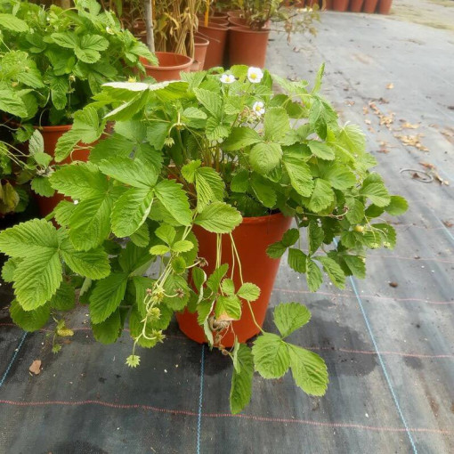 Zemeņu MIX sarkani-dzelteni pods, 4L