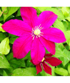Clematis Sunset (lielziedu) P9/C1