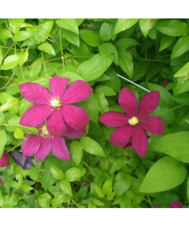 Clematis Sunset (lielziedu) P9/C1