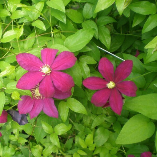 Clematis Sunset (lielziedu) P9/C1