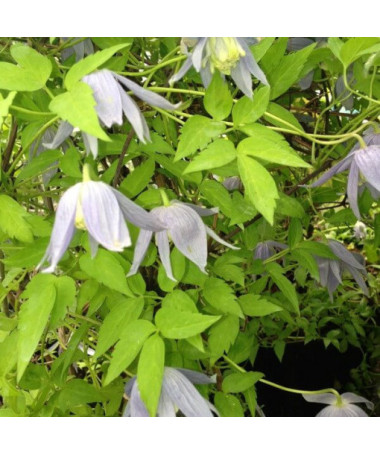 Clematis Stolwijk Gold P9/C1