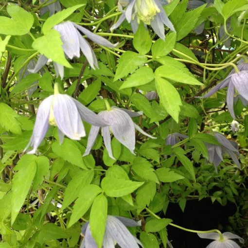 Clematis Stolwijk Gold P9/C1