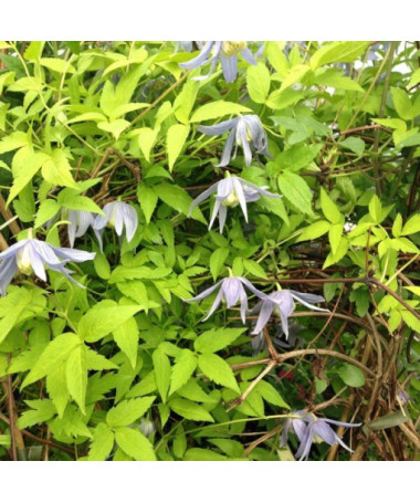 Clematis Stolwijk Gold P9/C1