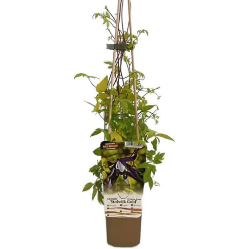 Clematis Stolwijk Gold P9/C1
