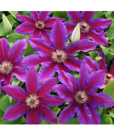 Clematis Star of India P9/C1