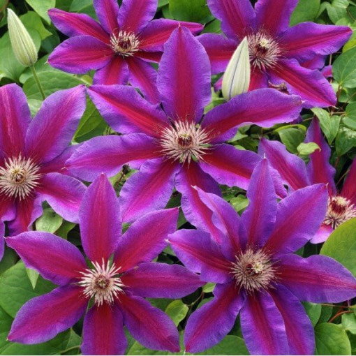 Clematis Star of India P9/C1