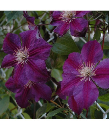 Clematis Star of India P9/C1