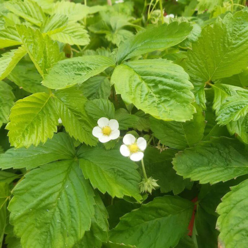 Zemeņu MIX sarkani-dzelteni pods, 4L