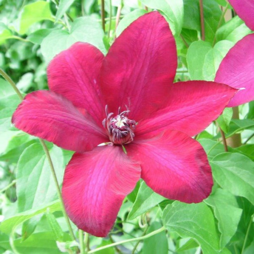 Clematis Solidarność (lielziedu) P9/C1