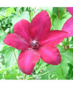 Clematis Solidarność (lielziedu) P9/C1