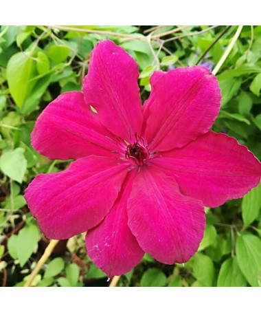 Clematis Solidarność (lielziedu) P9/C1