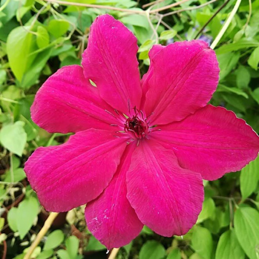Clematis Solidarność (lielziedu) P9/C1