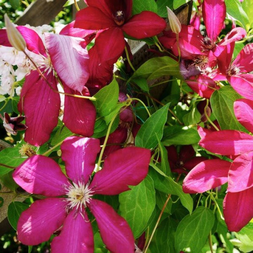 Clematis Solidarność (lielziedu) P9/C1