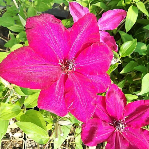 Clematis Solidarność (lielziedu) P9/C1