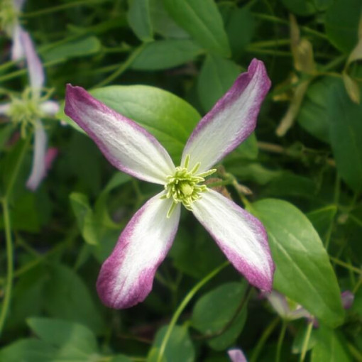 Clematis Botaniskais 'Rubromarginata' P9/C1
