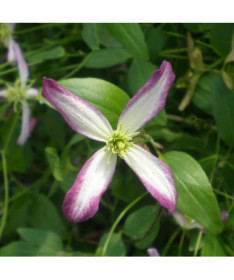 Clematis Botaniskais 'Rubromarginata' P9/C1