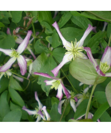 Clematis Botaniskais 'Rubromarginata' P9/C1