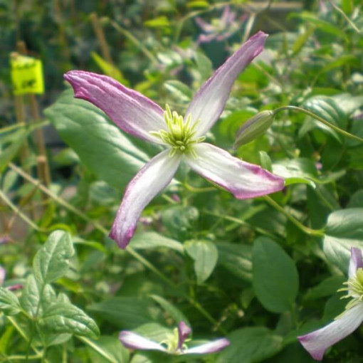 Clematis Botaniskais 'Rubromarginata' P9/C1
