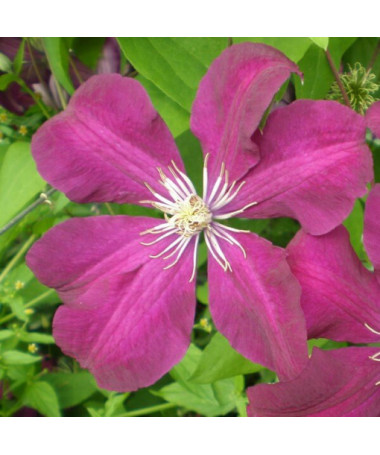 Clematis Rouge Cardinal (lielziedu) P9/C1