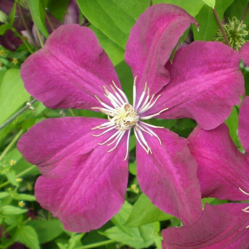 Clematis Rouge Cardinal (lielziedu) P9/C1