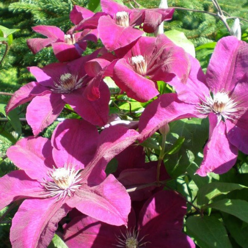 Clematis Rouge Cardinal (lielziedu) P9/C1