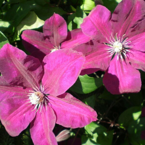 Clematis Rouge Cardinal (lielziedu) P9/C1