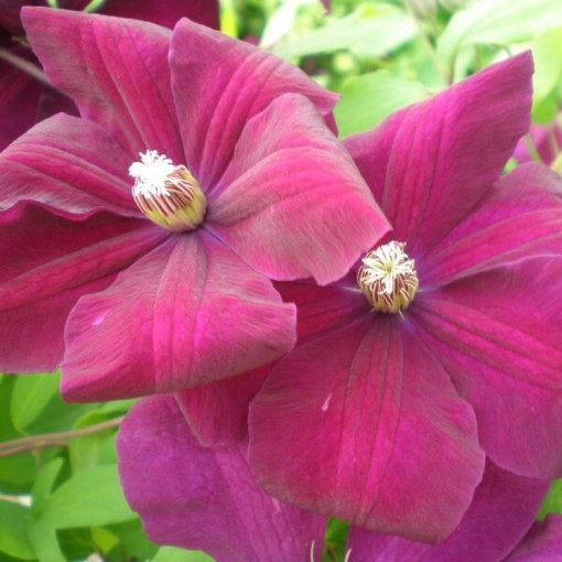 Clematis Rouge Cardinal (lielziedu) P9/C1