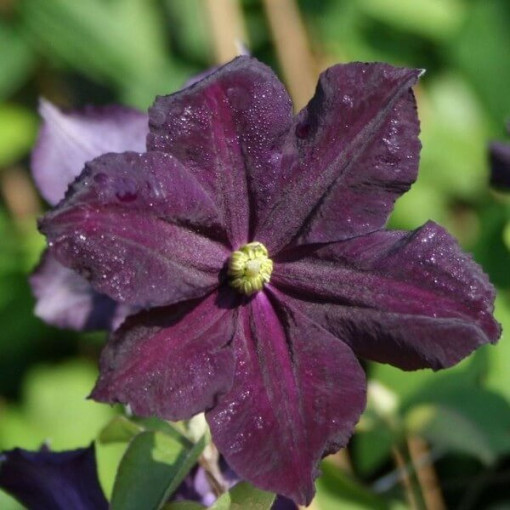 Clematis Romantica P9/C1