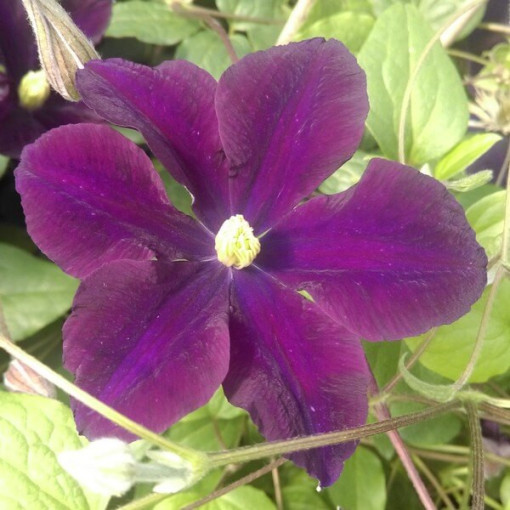 Clematis Romantica P9/C1